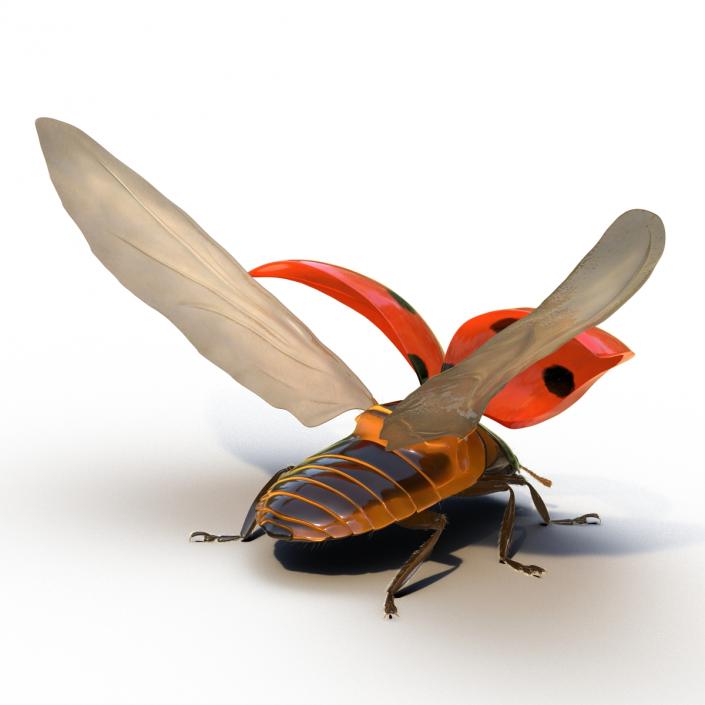 3D model Flying Ladybug with Fur Rigged