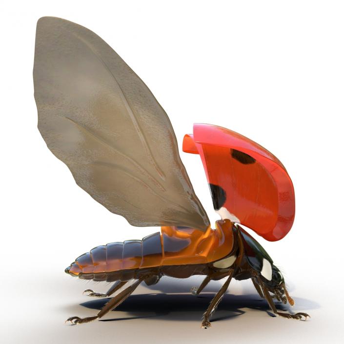 3D model Flying Ladybug with Fur Rigged