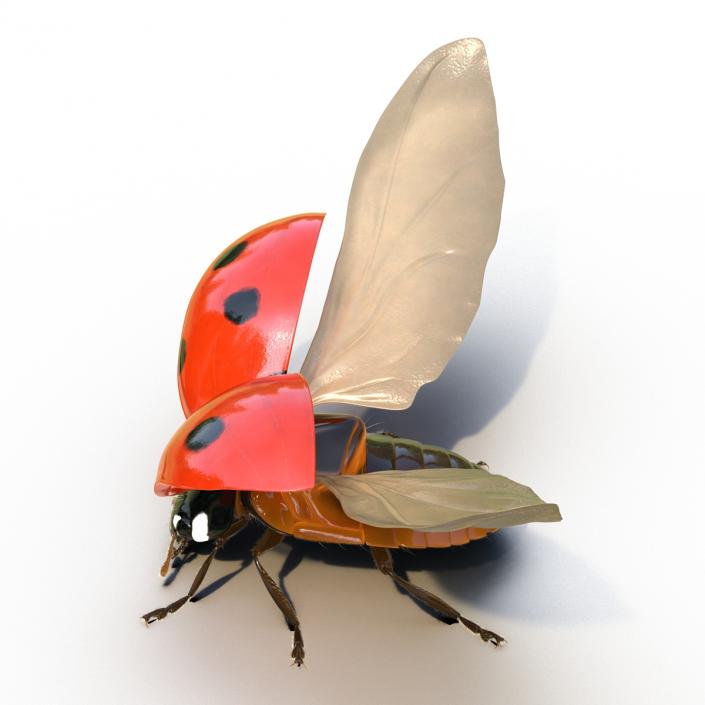 3D model Flying Ladybug with Fur Rigged