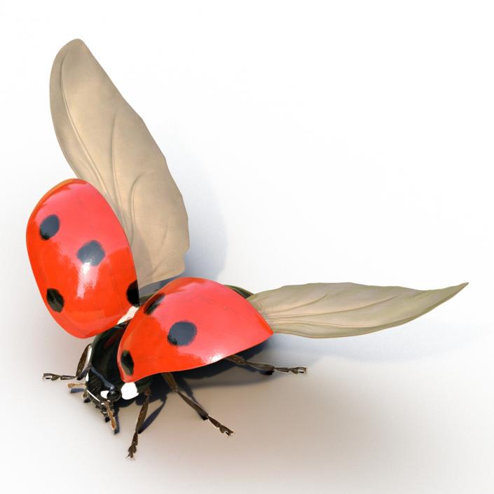 3D model Flying Ladybug with Fur Rigged