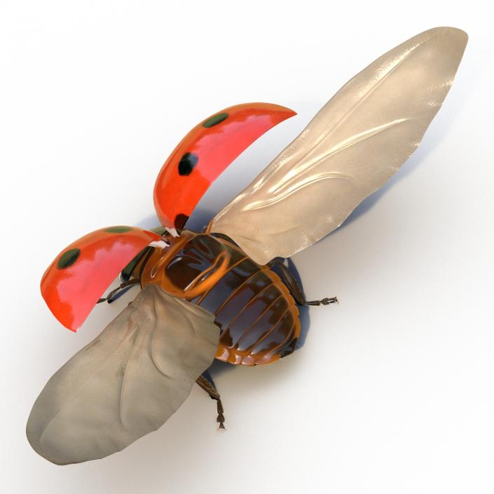 3D model Flying Ladybug with Fur Rigged