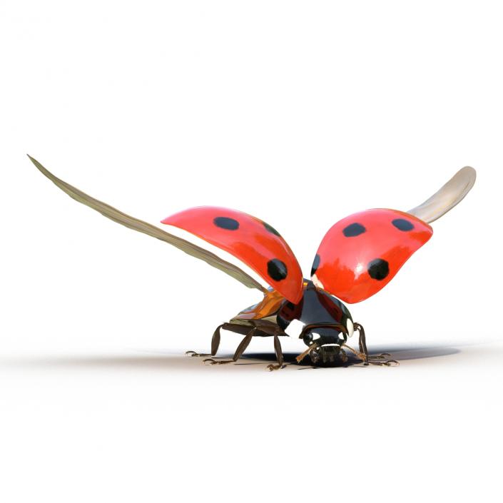 3D model Flying Ladybug with Fur Rigged