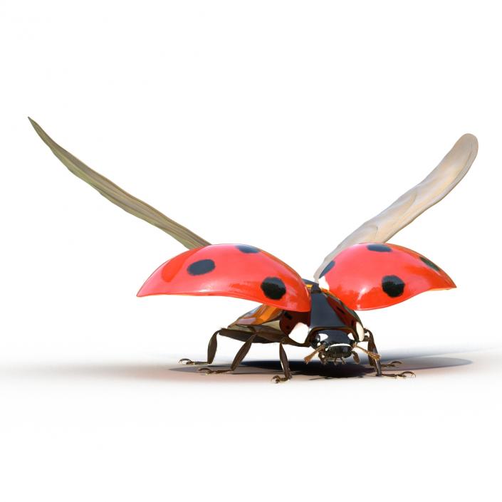 3D model Flying Ladybug with Fur Rigged