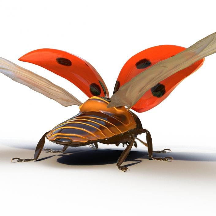 3D model Flying Ladybug with Fur Rigged