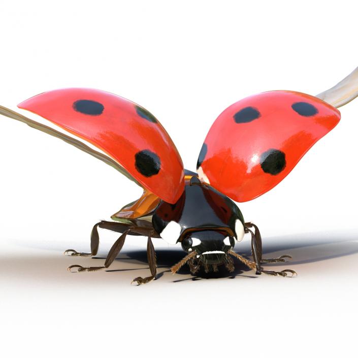 3D model Flying Ladybug with Fur Rigged