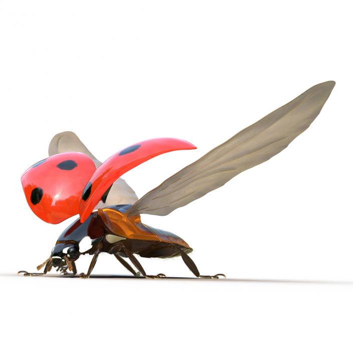 3D model Flying Ladybug with Fur Rigged