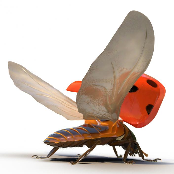 3D model Flying Ladybug with Fur Rigged