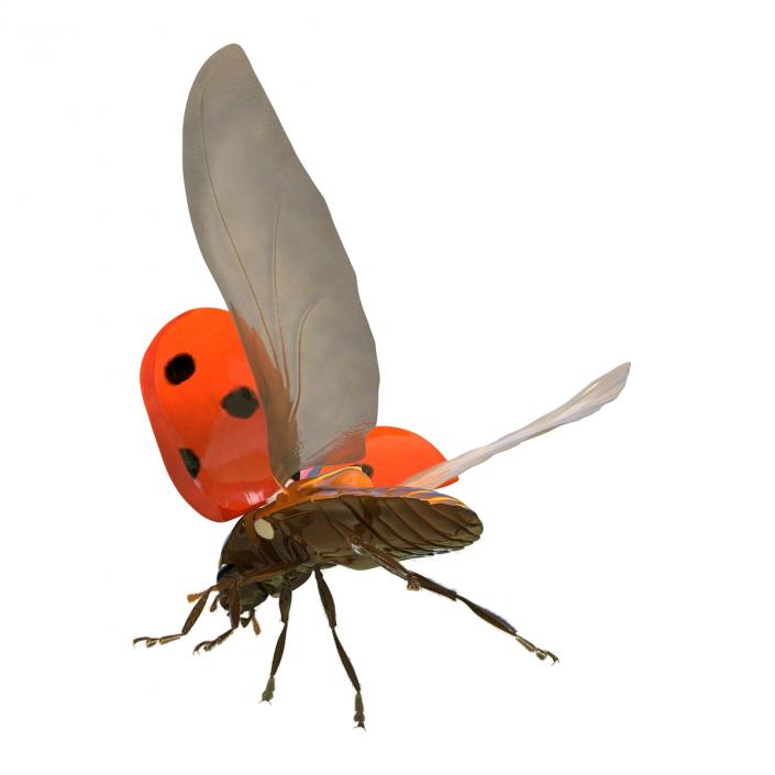 3D model Flying Ladybug with Fur Rigged