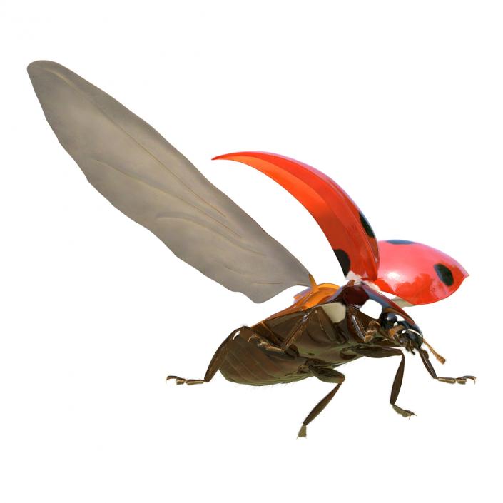 3D model Flying Ladybug with Fur Rigged