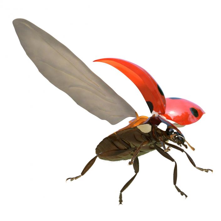 3D model Flying Ladybug with Fur Rigged