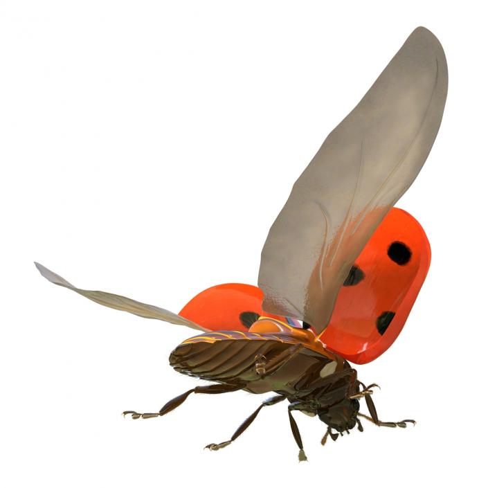 3D model Flying Ladybug with Fur Rigged