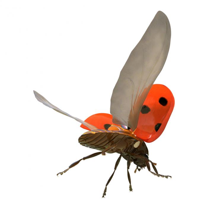 3D model Flying Ladybug with Fur Rigged