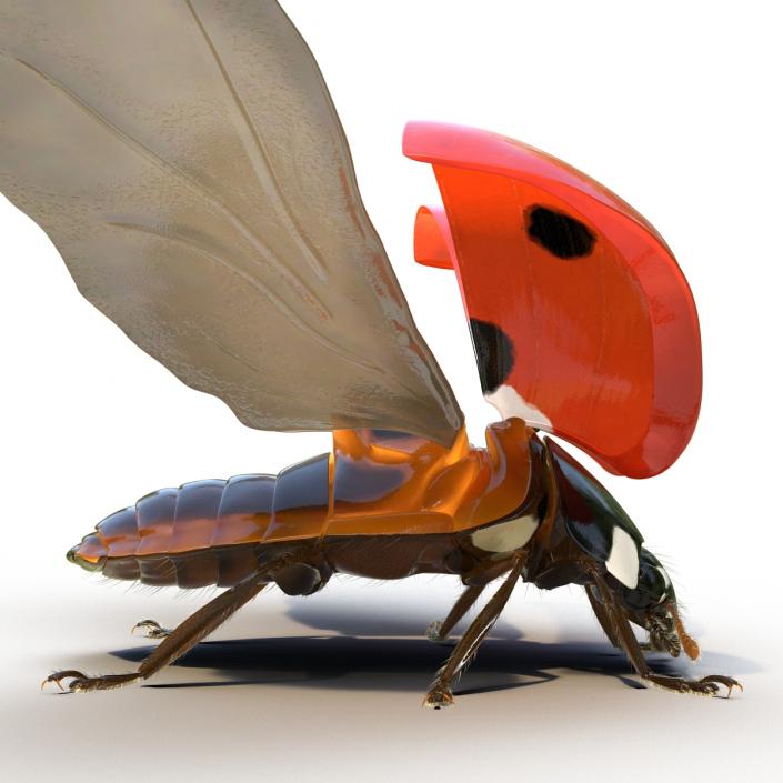 3D model Flying Ladybug with Fur Rigged