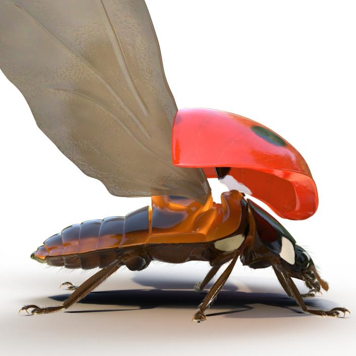 3D model Flying Ladybug with Fur Rigged