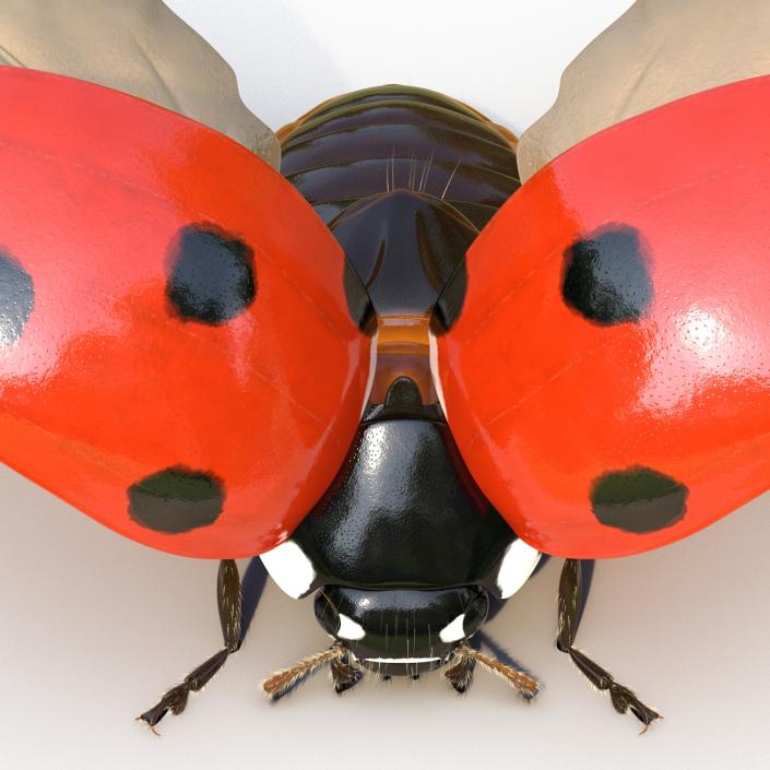 3D model Flying Ladybug with Fur Rigged