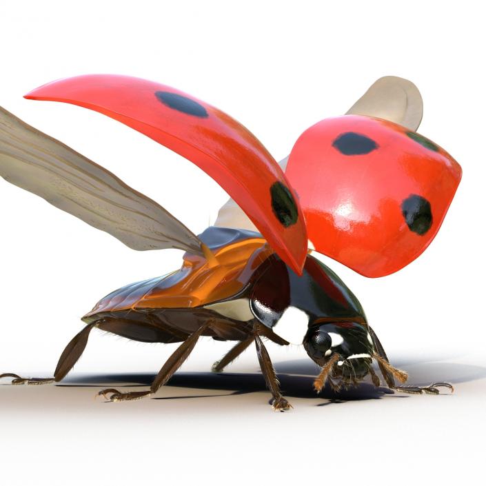 3D model Flying Ladybug with Fur Rigged