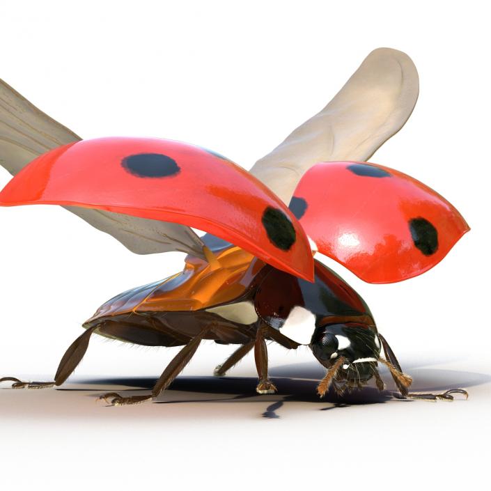 3D model Flying Ladybug with Fur Rigged