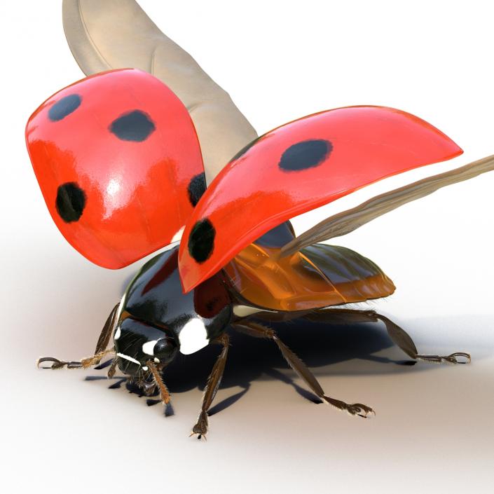 3D model Flying Ladybug with Fur Rigged