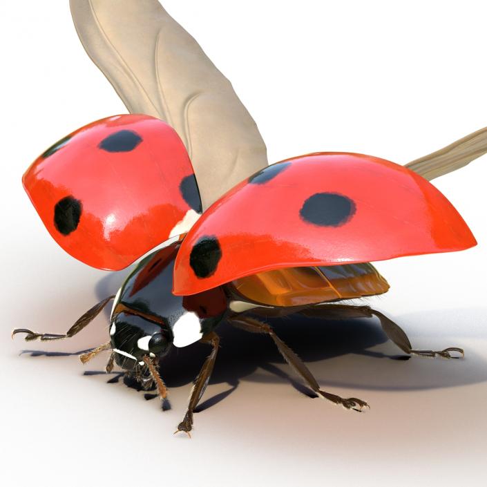 3D model Flying Ladybug with Fur Rigged