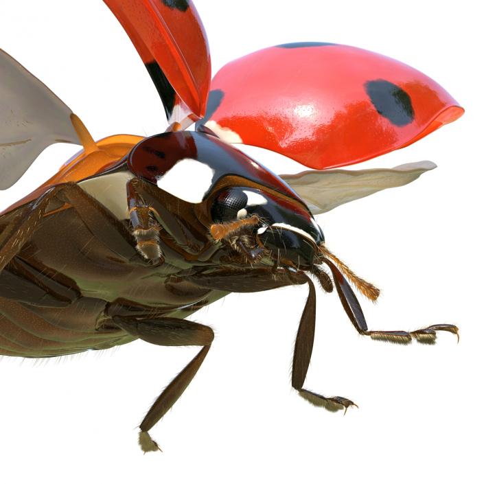 3D model Flying Ladybug with Fur Rigged