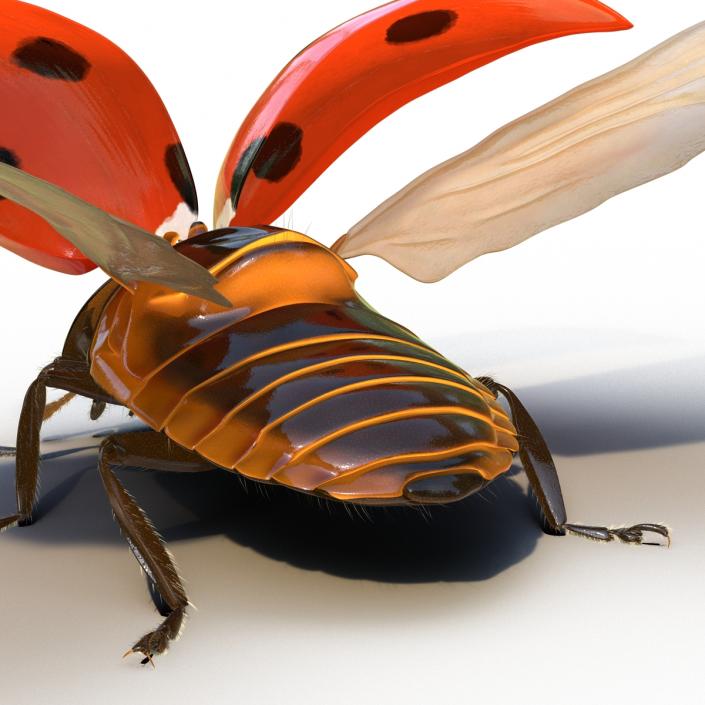 3D model Flying Ladybug with Fur Rigged