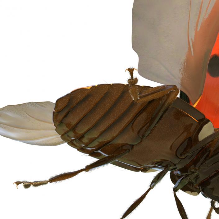 3D model Flying Ladybug with Fur Rigged