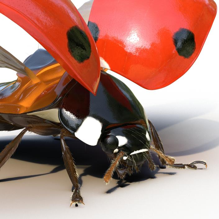 3D model Flying Ladybug with Fur Rigged