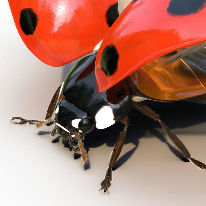 3D model Flying Ladybug with Fur Rigged