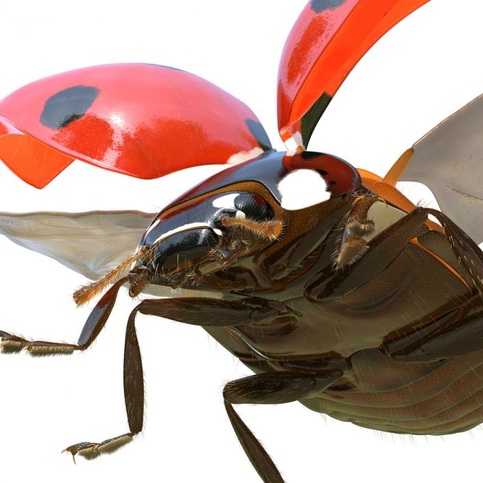 3D model Flying Ladybug with Fur Rigged