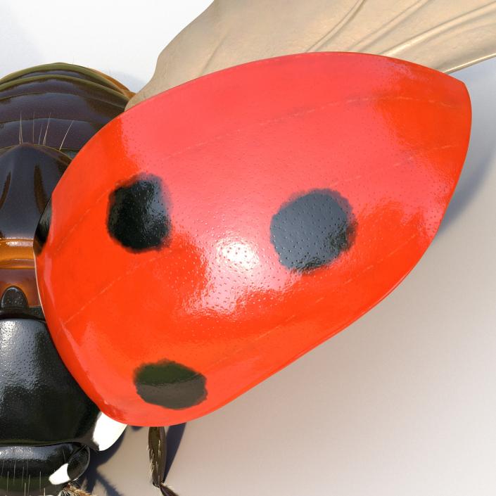 3D model Flying Ladybug with Fur Rigged