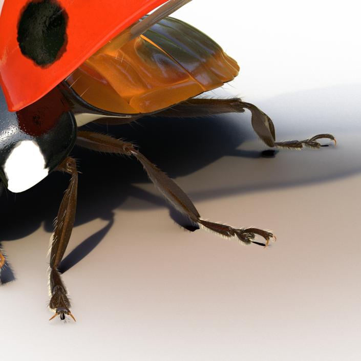 3D model Flying Ladybug with Fur Rigged