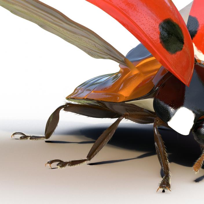 3D model Flying Ladybug with Fur Rigged