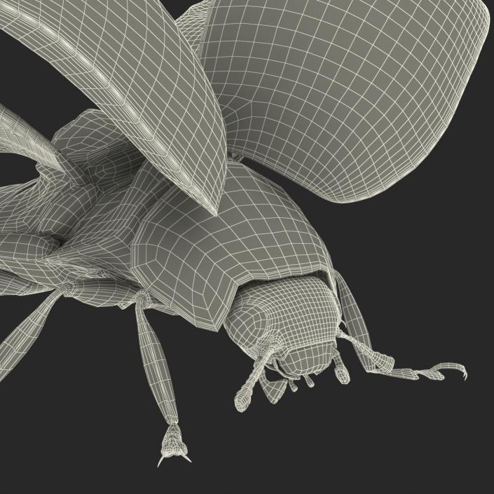 3D model Flying Ladybug with Fur Rigged