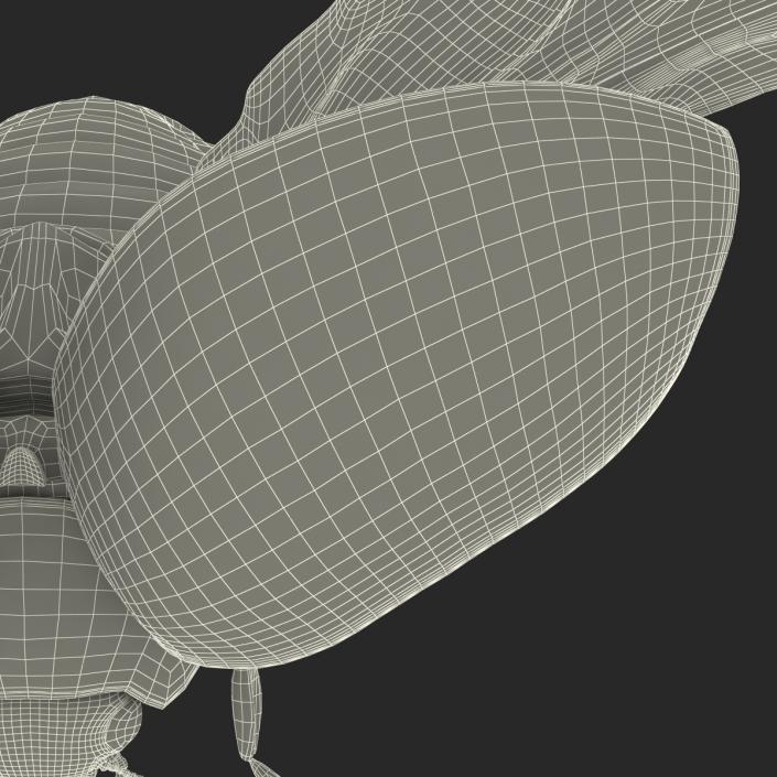 3D model Flying Ladybug with Fur Rigged