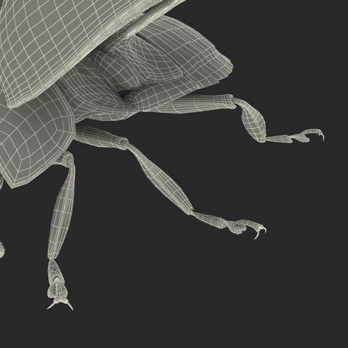 3D model Flying Ladybug with Fur Rigged