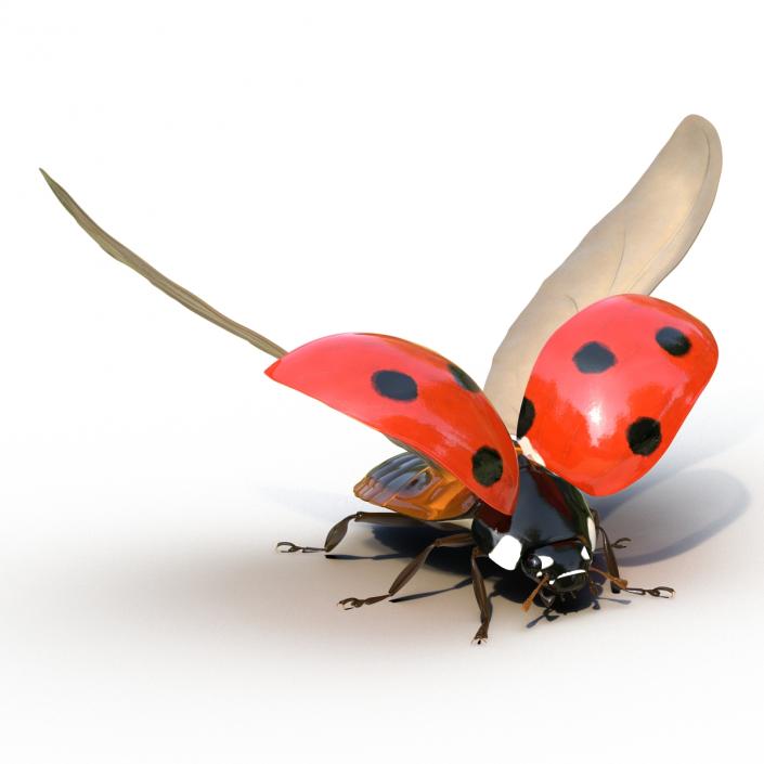 3D Flying Ladybug Rigged