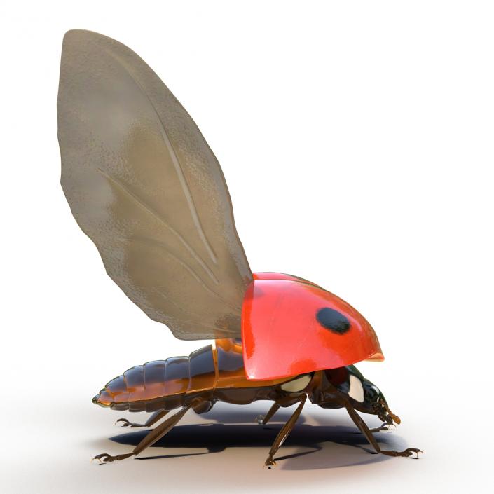 3D Flying Ladybug Rigged