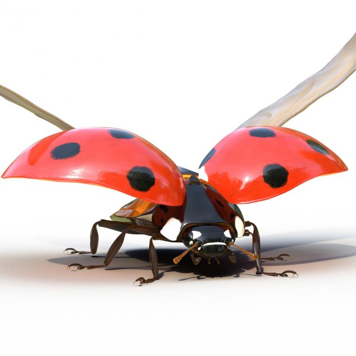 3D Flying Ladybug Rigged