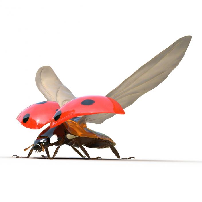 3D Flying Ladybug Rigged