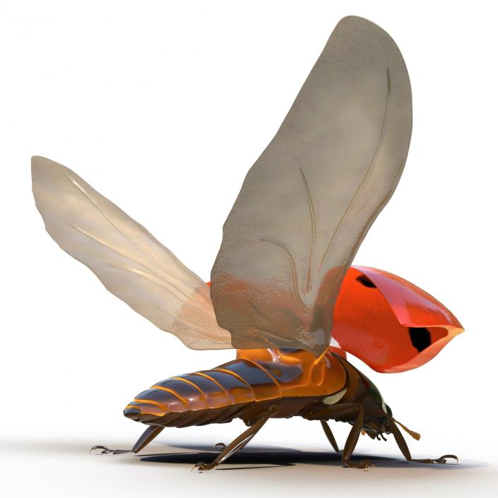 3D Flying Ladybug Rigged