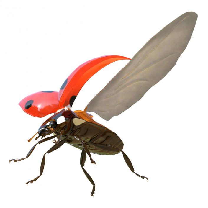 3D Flying Ladybug Rigged