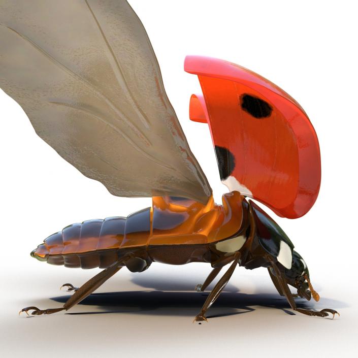 3D Flying Ladybug Rigged