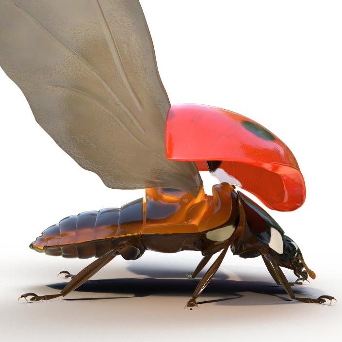 3D Flying Ladybug Rigged