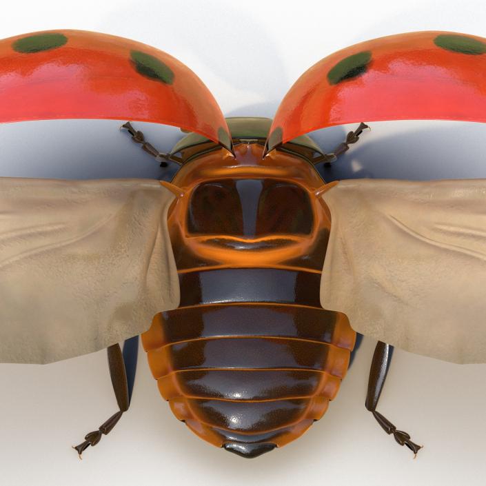 3D Flying Ladybug Rigged