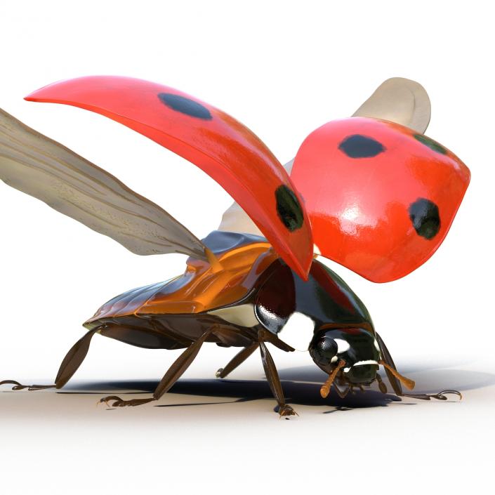 3D Flying Ladybug Rigged