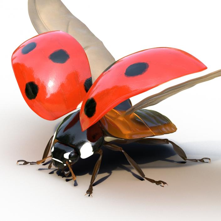 3D Flying Ladybug Rigged