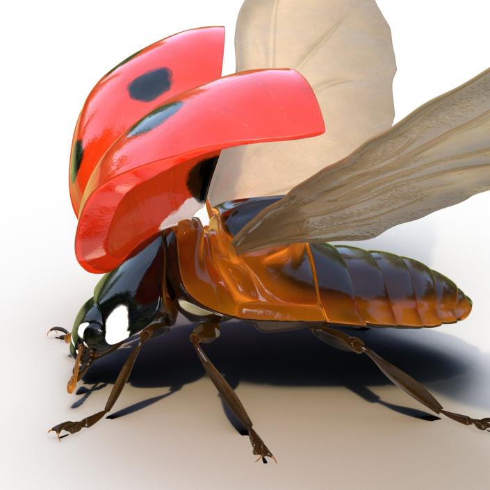 3D Flying Ladybug Rigged