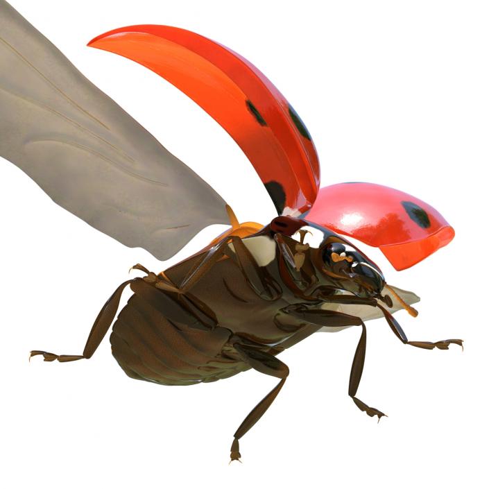 3D Flying Ladybug Rigged