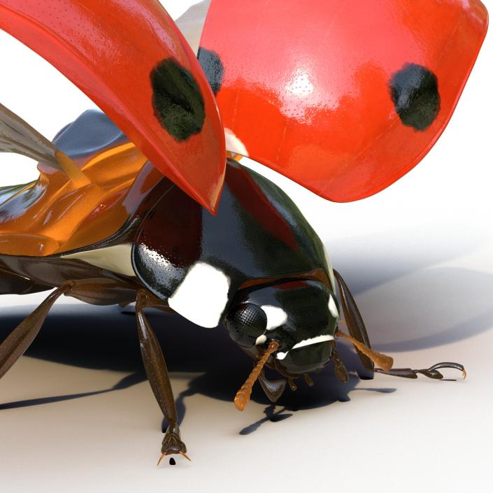 3D Flying Ladybug Rigged