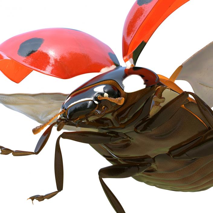 3D Flying Ladybug Rigged